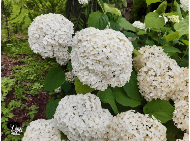 Hydrangea arborescens   STRONG ANNABELLE = 'Abetwo'
